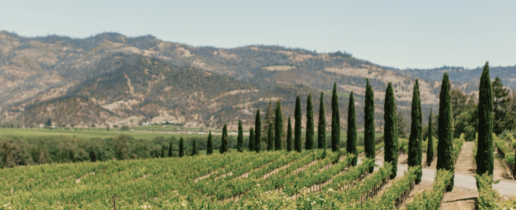 Vineyard rows lined with cypress trees in a California wine region