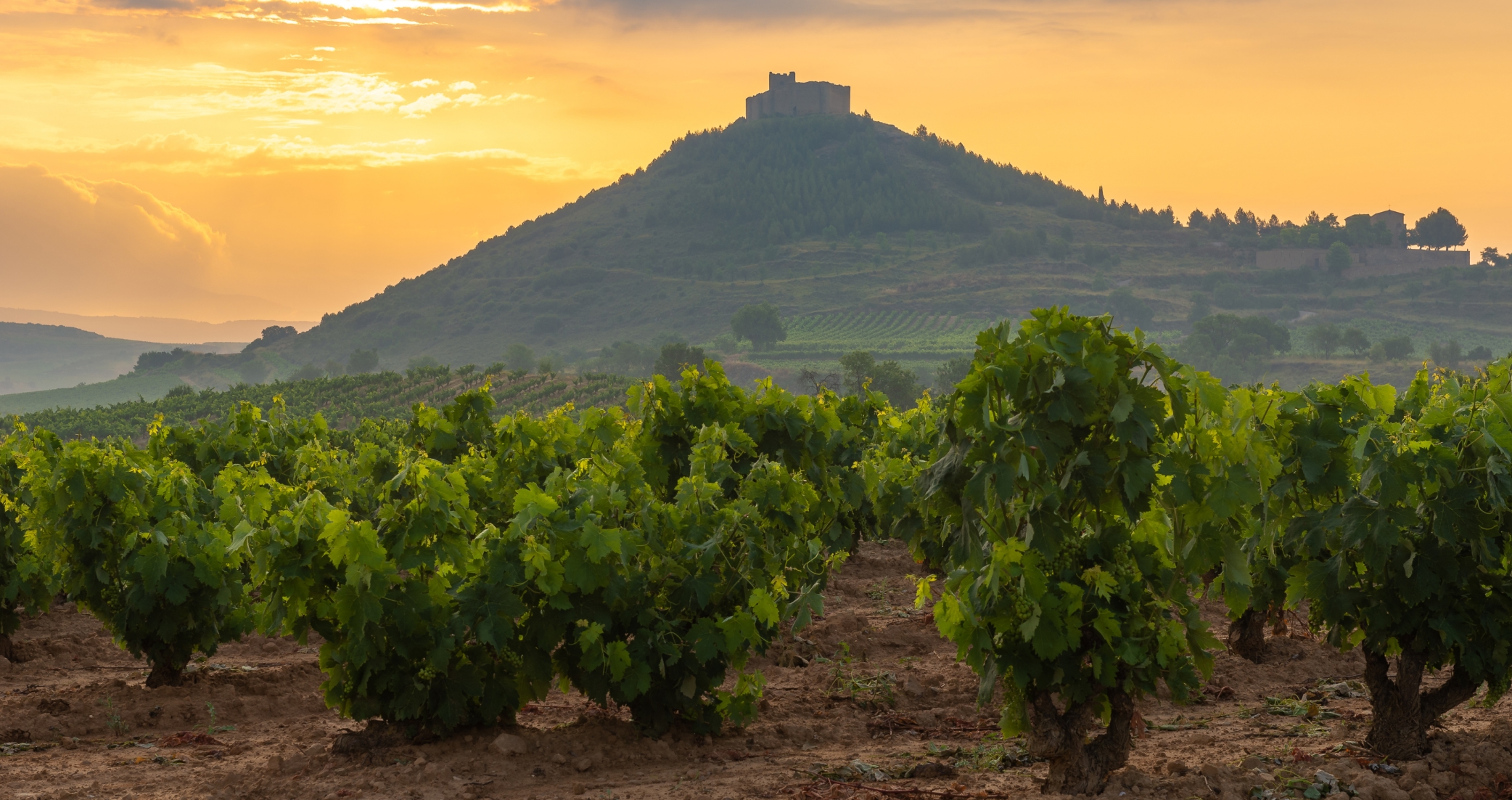 Venture into the vineyards