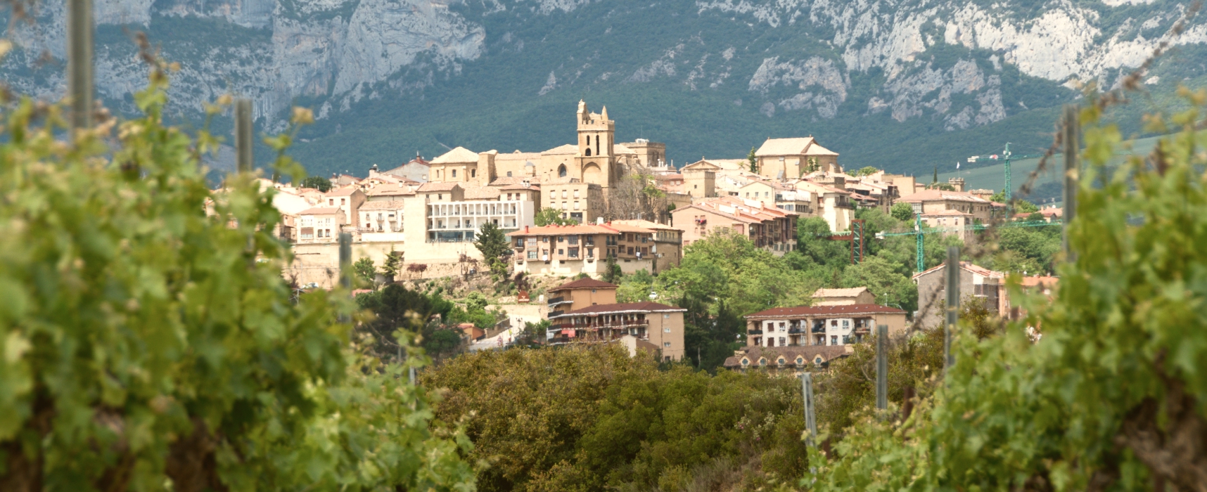 Panoramic view of a historic European town with terracotta rooftops, a church tower, and green vineyard leaves in the foreground.